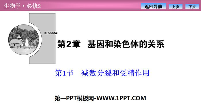 《减数分裂和受精作用》基因和染色体的关系PPT下载