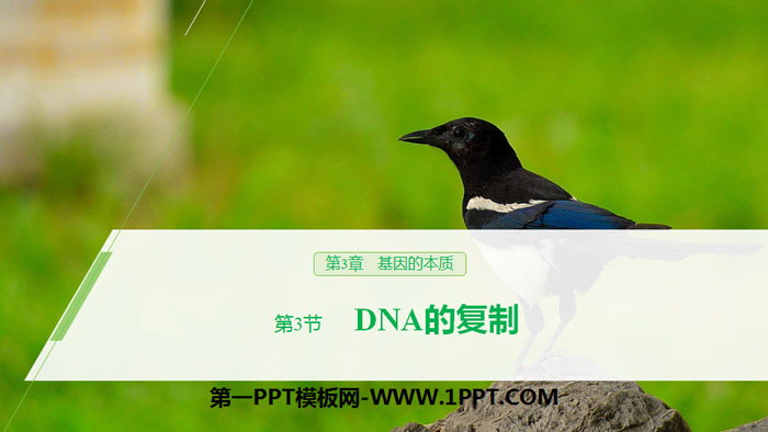 《DNA的复制》基因的本质PPT