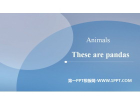 《These are pandas》Animals PPT