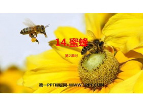 《蜜蜂》PPT课件(第2课时)