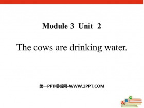 《The cows are drinking water》PPT教学课件