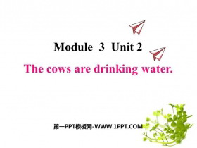《The cows are drinking water》PPT课件下载