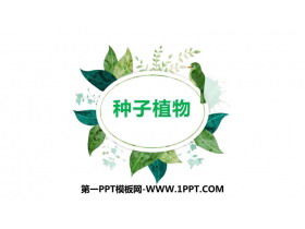 《种子植物》PPT免费课件