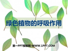 《绿色植物的呼吸作用》PPT优秀课件
