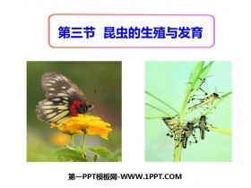 《昆虫的生殖与发育》PPT课件下载