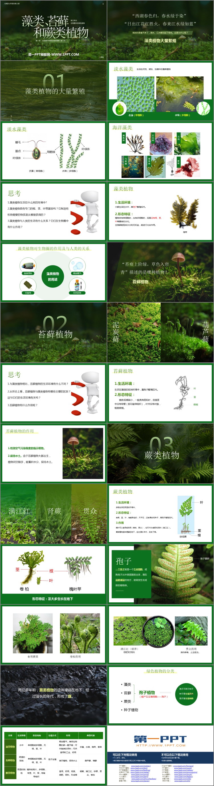 《藻类、苔藓和蕨类植物》PPT教学课件