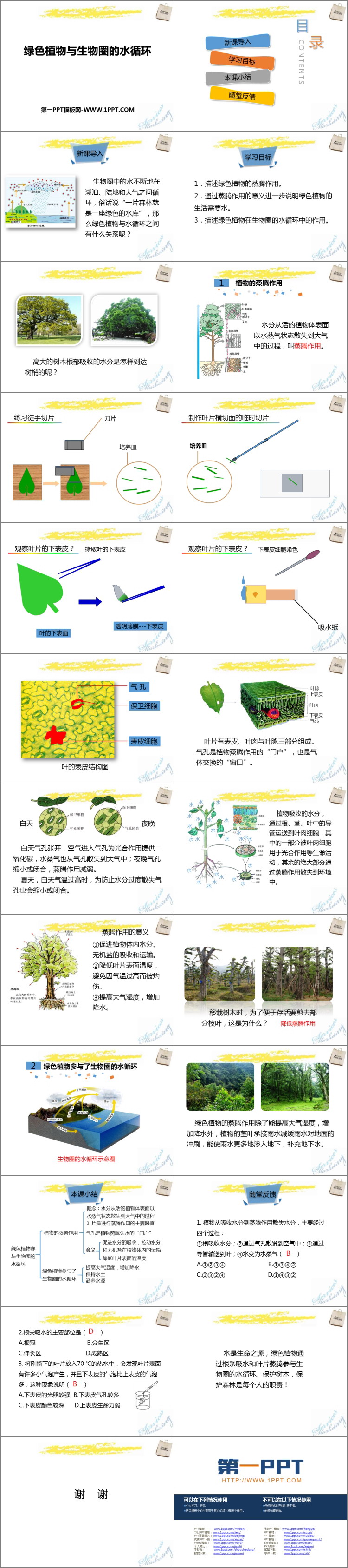 《绿色植物与生物圈的水循环》PPT课件下载