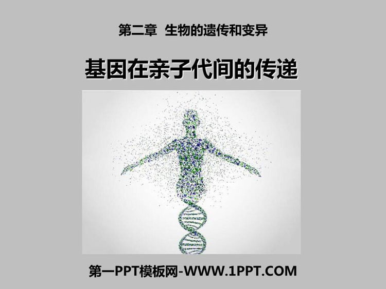 《基因在亲子代间的传递》PPT教学课件