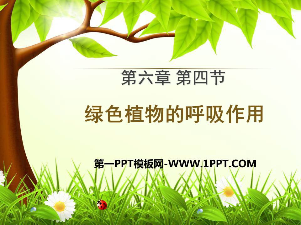 《绿色植物的呼吸作用》PPT优质课件