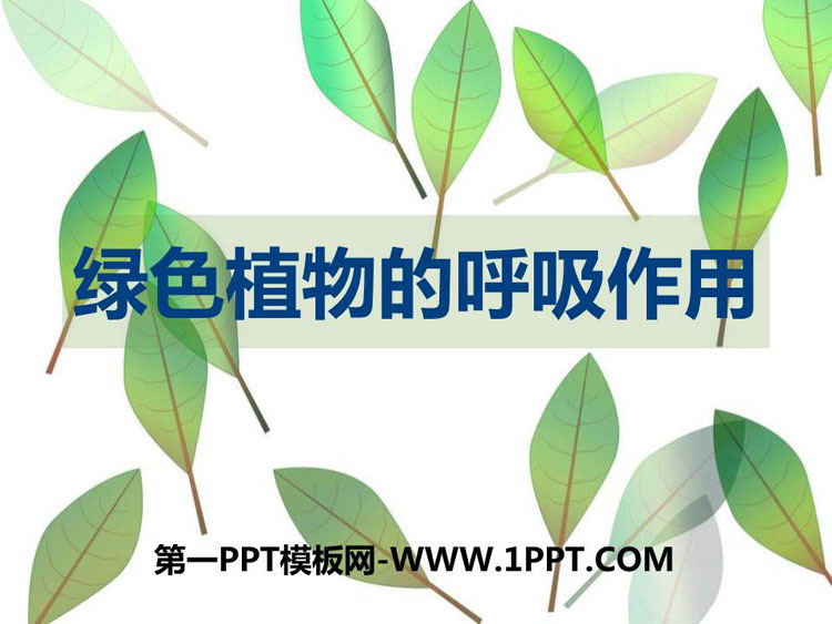 《绿色植物的呼吸作用》PPT优秀课件