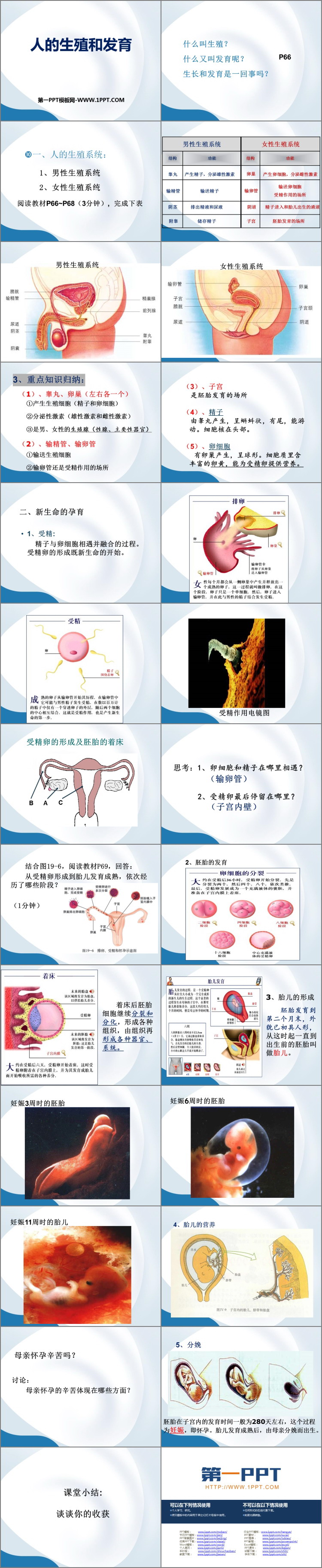 《人的生殖和发育》PPT课件下载
