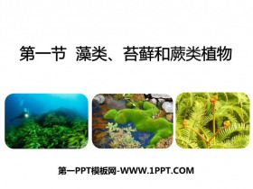 《藻类、苔藓和蕨类植物》PPT免费课件