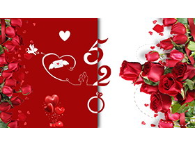 红玫瑰背景的浪漫520情人节PPT模板下载