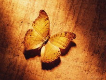 木板上的枯蝶PPT背景图片