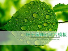 清新绿色叶子水滴背景的植物幻灯片模板下载