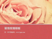 粉色浪漫玫瑰花背景的植物幻灯片模板