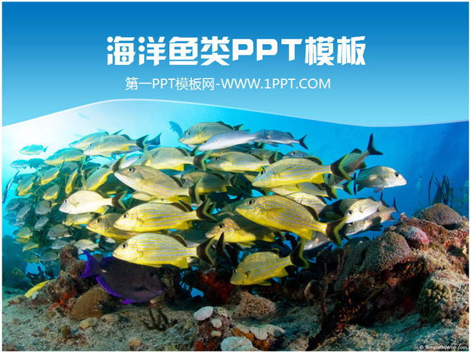 美丽的海底世界鱼群鱼类PPT模板（海洋鱼类ppt）