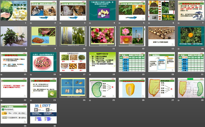 《植物新生命的开始》植物的生长变化PPT课件-预览图02