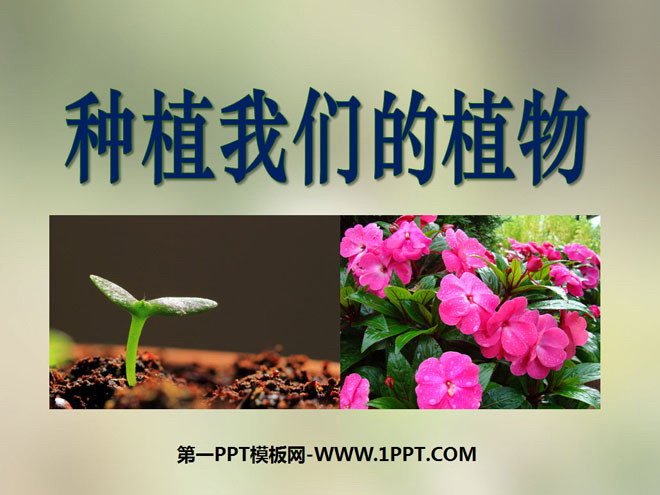 《种植我们的植物》植物的生长变化PPT课件3-预览图01