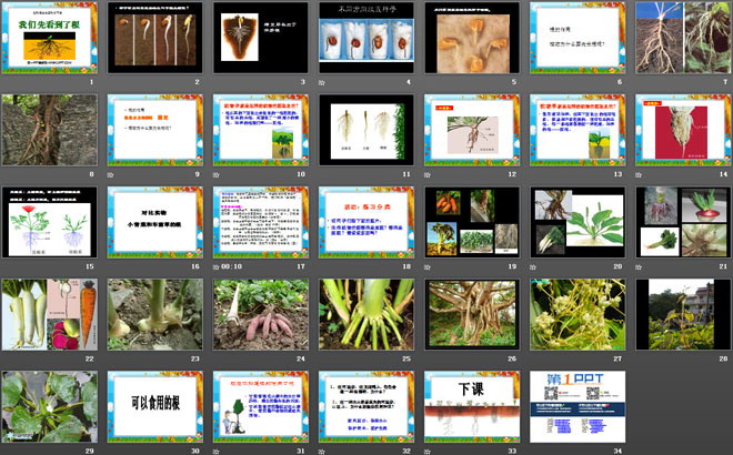《我们先看到了根》植物的生长变化PPT课件-预览图02
