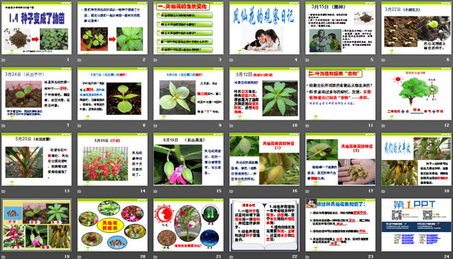 《种子变成了幼苗》植物的生长变化PPT课件2-预览图02
