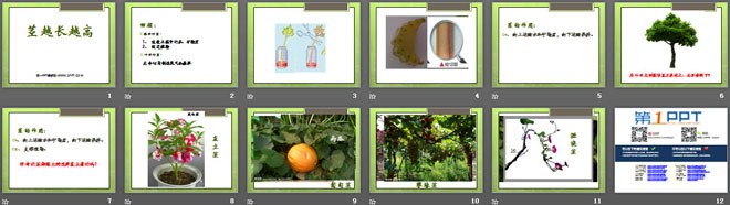 《茎越长越高》植物的生长变化PPT课件2-预览图02