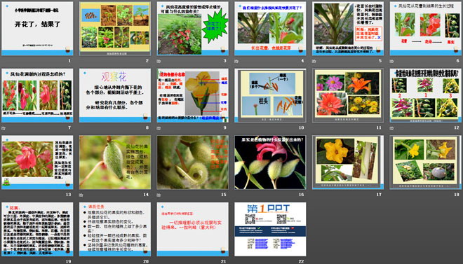 《开花了，结果了》植物的生长变化PPT课件3-预览图02