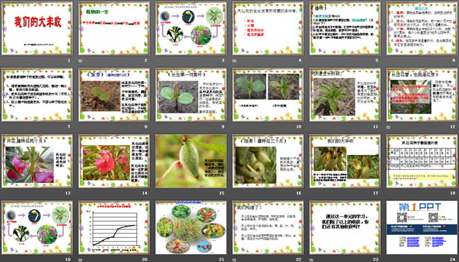 《我们的大丰收》植物的生长变化PPT课件2-预览图02