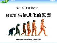 《生物进化的原因》生物的进化PPT课件6