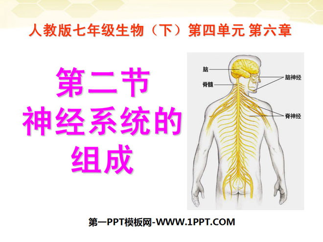 《神经系统的组成》人体生命活动的调节PPT课件2-预览图01