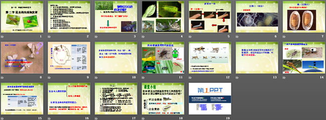 《昆虫的生殖和发育》生物的生殖和发育PPT课件5-预览图02