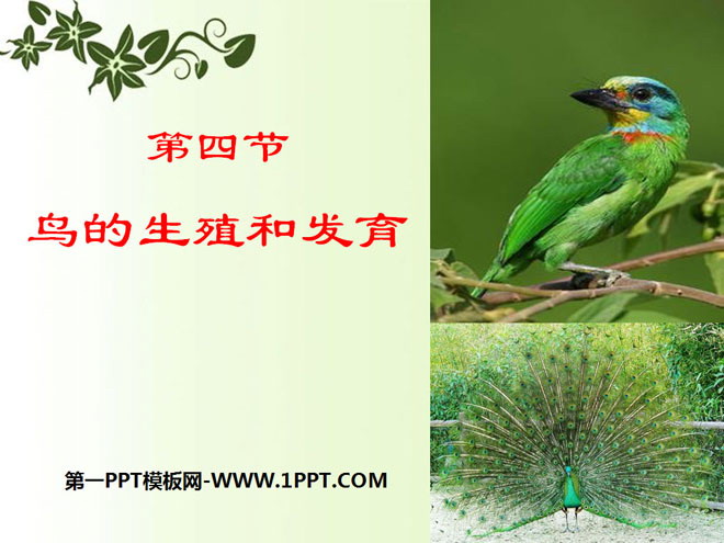 《鸟的生殖和发育》生物的生殖和发育PPT课件-预览图01