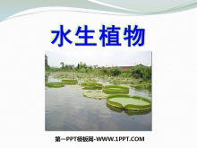 《水生植物》植物PPT课件3