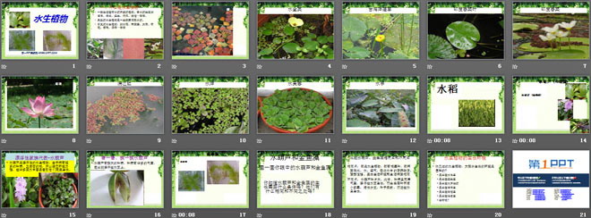 《水生植物》植物PPT课件5