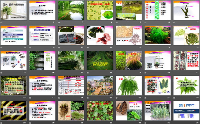 《藻类苔藓和蕨类植物》生物圈中有哪些绿色植物PPT课件-预览图02