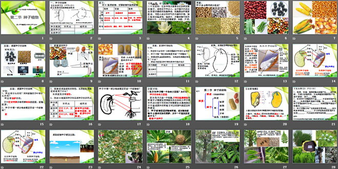 《种子植物》生物圈中有哪些绿色植物PPT课件2-预览图02