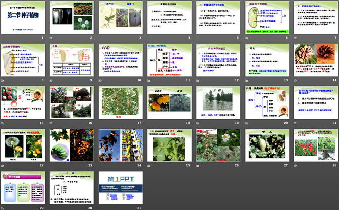 《种子植物》生物圈中有哪些绿色植物PPT课件5-预览图02