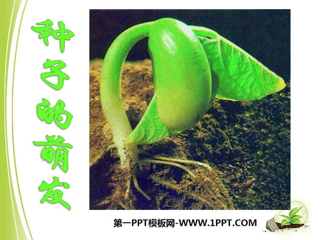 《种子的萌发》被子植物的一生PPT课件8-预览图01