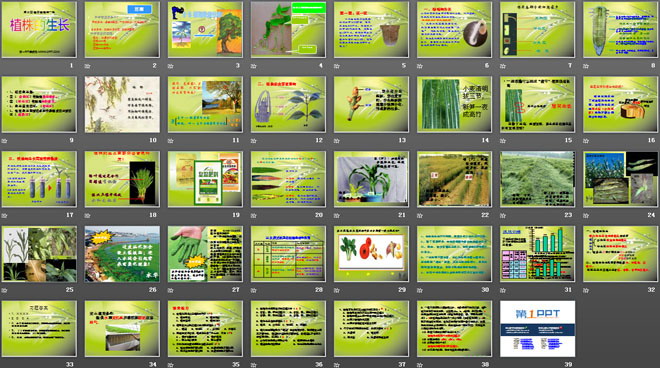 《植株的生长》被子植物的一生PPT课件2-预览图02