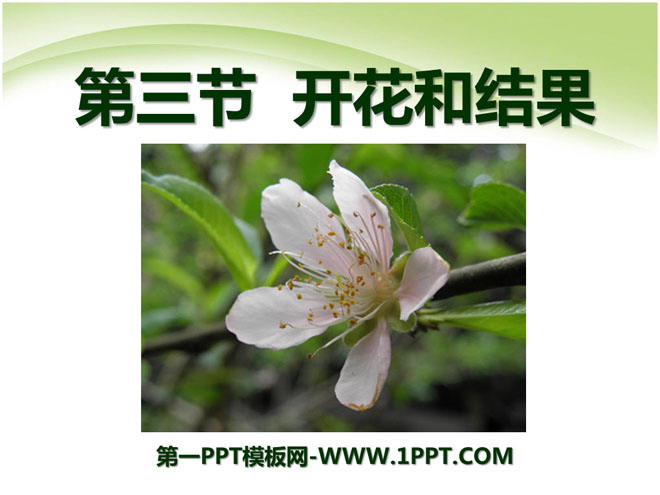 《开花和结果》被子植物的一生PPT课件3-预览图01