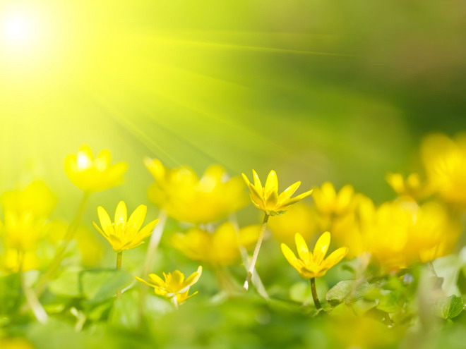 黄色背景花卉PPT背景图片（黄色花的背景图）