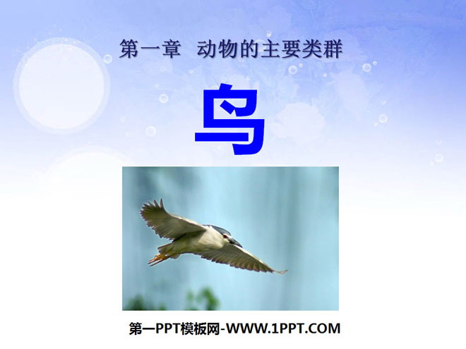 《鸟》动物的主要类群PPT课件2-预览图01