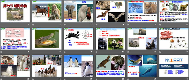 《哺乳动物》动物的主要类群PPT课件4-预览图02