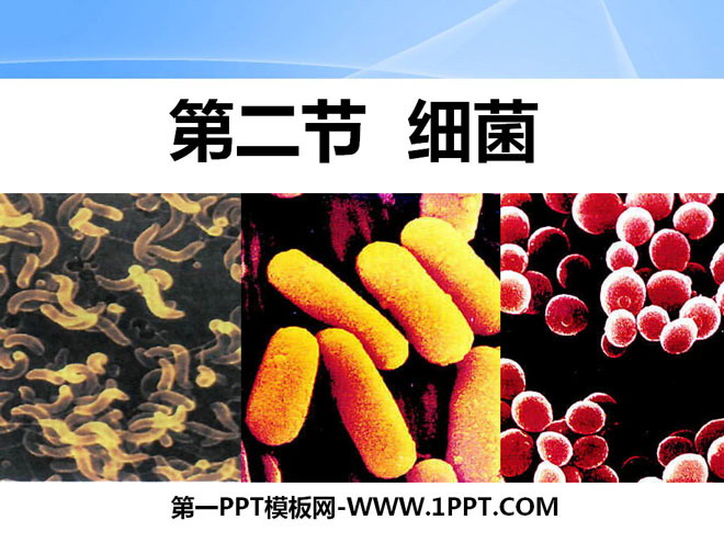 《细菌》细菌和真菌PPT课件-预览图01
