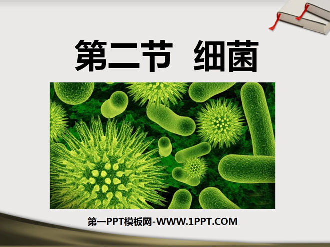 《细菌》细菌和真菌PPT课件2-预览图01