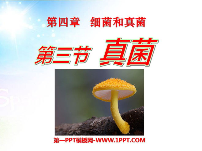 《真菌》细菌和真菌PPT课件4-预览图01