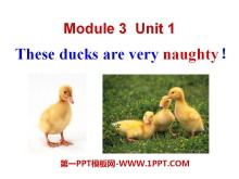 These ducks are very naughty!PPTn