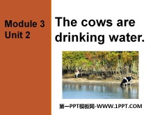 The cows are drinking waterPPTn3