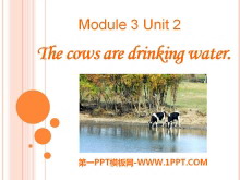 The cows are drinking waterPPTn4