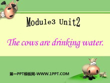 The cows are drinking waterPPTn5